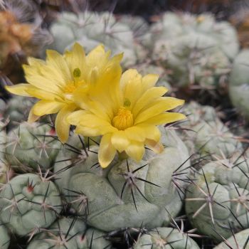 Preview: Ortegocactus-macdougallii